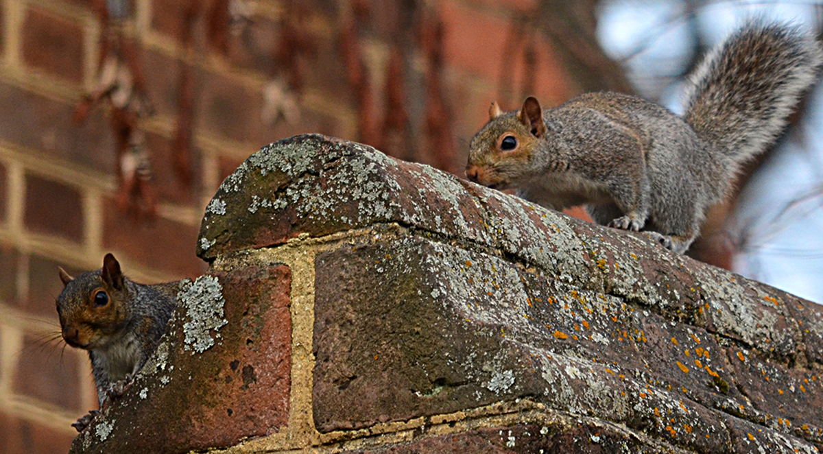 Animal Intrusions: Keeping Wildlife Out of Your Chimney